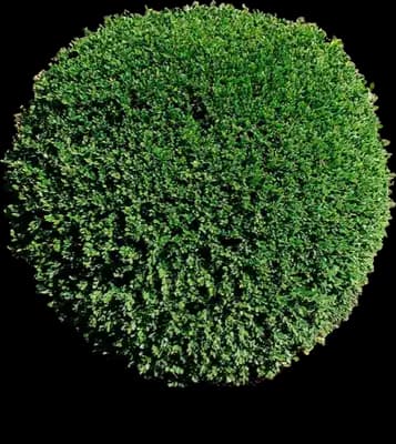 Wintergreen Boxwood Shrub