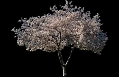 Mt. Fuji Flowering Cherry