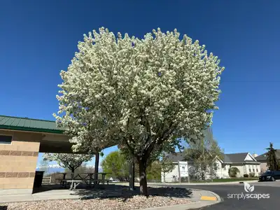 Crabapple Tree