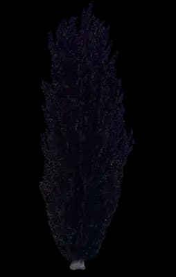 Dawyck Purple Columnar Purple Beech