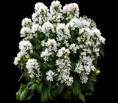 Angel Bells Clustered Bellflowers