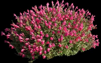 Pink Skullcap Shrub
