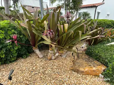 Giant spider lily