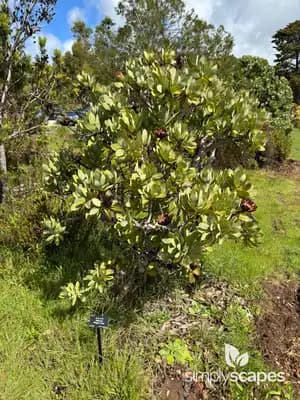 Waboom - Wagon Tree