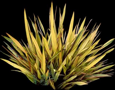 Apricot Queen™ New Zealand Flax