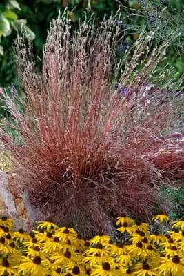 Blaze Little Bluestem Grass