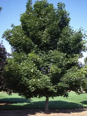 Emerald Queen™ Norway Maple