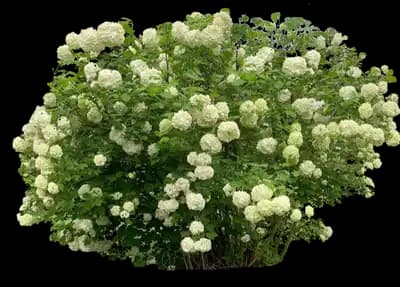 Snowball Bush