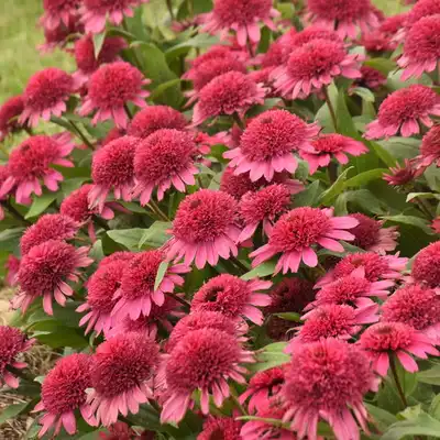 Double Coded® Raspberry Beret Coneflower