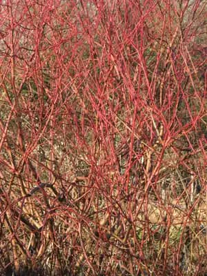 Bloodtwig Dogwood
