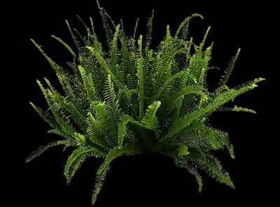 Kimberley Queen™ Australian Sword Fern, Queen Fern