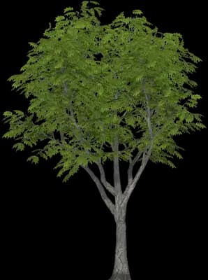 Amur Corktree