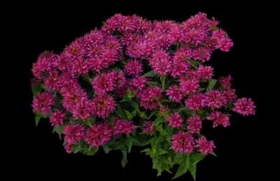 Pardon My Purple™ Bee Balm