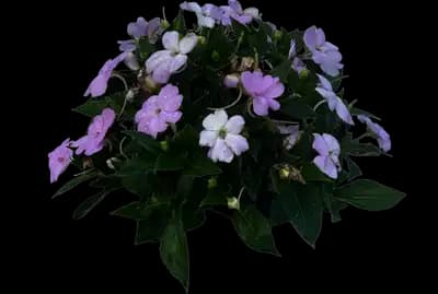 Vigorous Orchid SunPatiens
