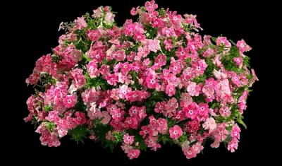 Bedazzled Pink Phlox