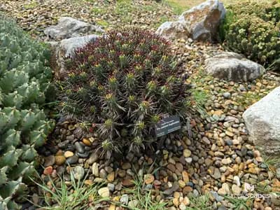 Candelabra euphorbia