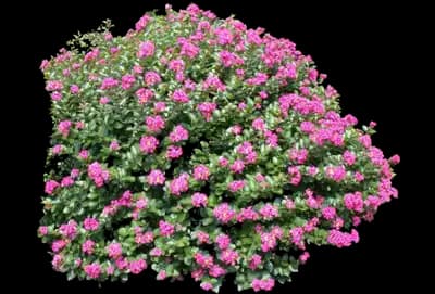 Pocomoke Crape Myrtle