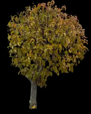 Kobus Magnolia Tree