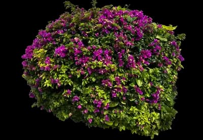 Pink Pixie Bougainvillea