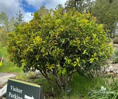 Fragrant Tea Olive Tree
