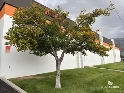 Hawthorn