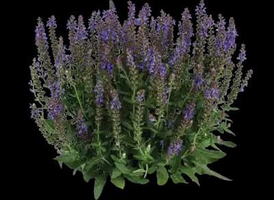 Apex™ Blue Salvia nemorosa