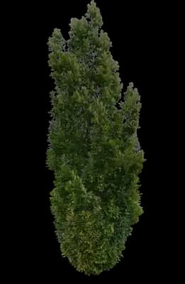 Skyrocket® Columnar English Oak