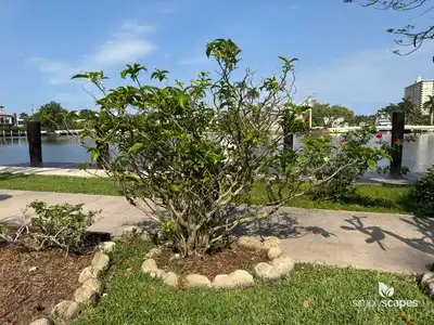 Ceylon Jasmine