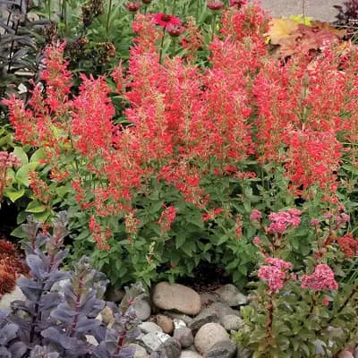 Agastache Kudos™ Red