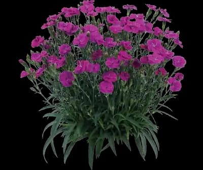 Delilah™ Purple Dianthus - Pinks