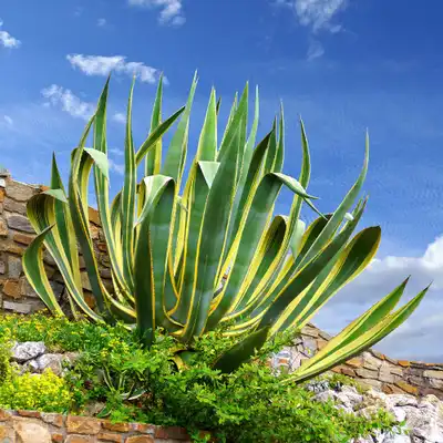 Marginata Agave Plant