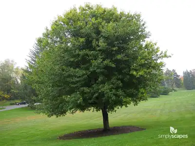 V.J. Drake Red Maple Tree