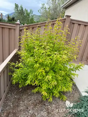 Flame Amur Maple Tree