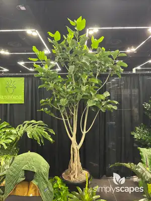Banyan Fig Tree
