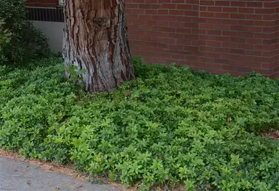 Japanese Spurge Groundcover