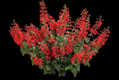 Unplugged Red Sage