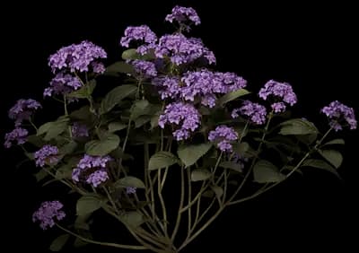 Hydrangea macrophylla 'Hamburg'