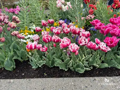 Tulip 'Top Lips Double Late'