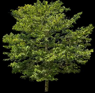 Ylang Ylang Tree