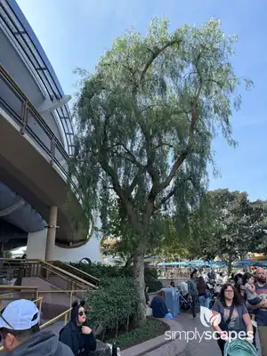 California Peppertree