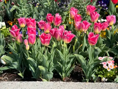 Tulip 'Tom Pouce Triumph'
