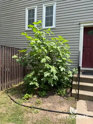Fig Tree