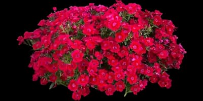 Barbarini® Red Dianthus