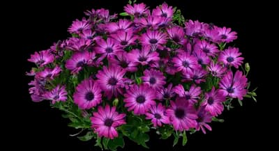 Ostica™DE Magenta African Daisy
