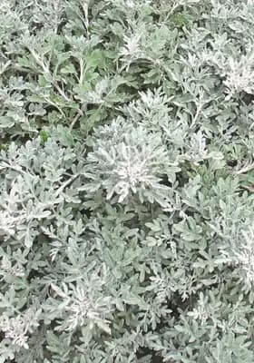 Silver Bullet® Wormwood