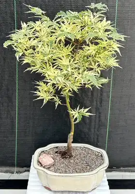 Butterfly Japanese Maple Tree
