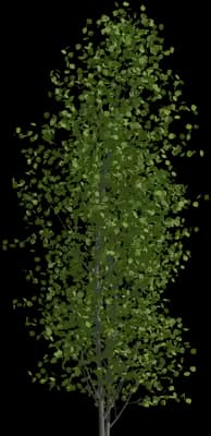 European Aspen
