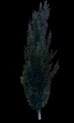 Columnar Green Beech