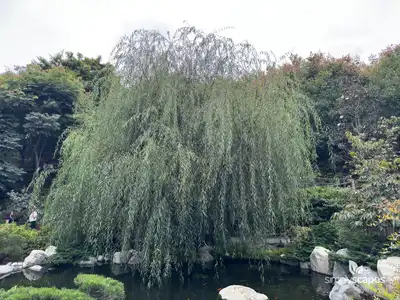 Weeping Willow Tree