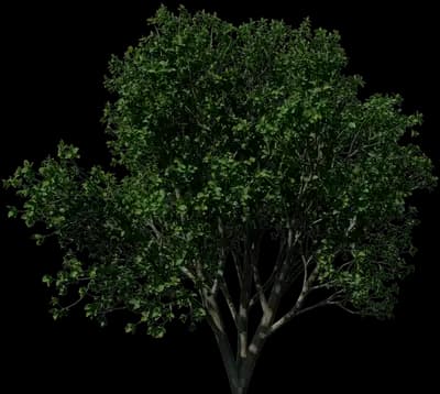 Persian Ironwood